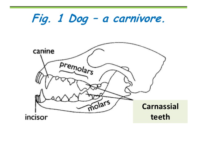 carnivore teeth diagram clipart